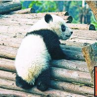 Großer Panda Bär Junges - Schmuckblatt 3.1