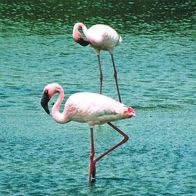 Flamingo - Schmuckblatt 4.1