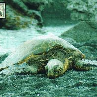 Wasserschildkröte - Schmuckblatt 12.1