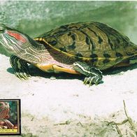 Schmuck Schildkröte - Schmuckblatt 4.1