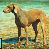 Weimaraner - Schmuckblatt 3.1