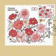 Maximumkarte DDR, Blumen Blüten Cosmos bipinnatus, 1982