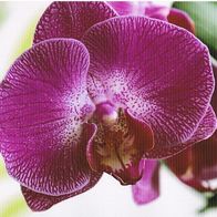 Orchideentraum - Schmuckblatt 2.1
