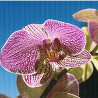 Orchideentraum - Schmuckblatt 3.1