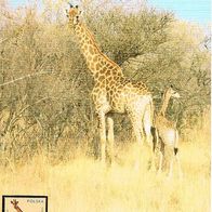 Giraffe mit Junges - Schmuckblatt 4.1