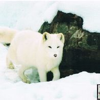 Polar Fuchs - Schmuckblatt 7.1