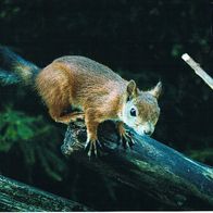 Eichhörnchen - Schmuckblatt 14.1