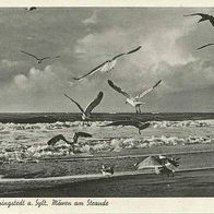 alte AK Wenningstedt Sylt, Strand Möwen