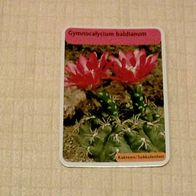 Gymnocalycium baldianum (Pfl-K) - Infokarte über...