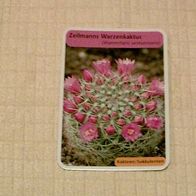 Zeilmanns Warzenkaktus (Pfl-K) - Infokarte über...