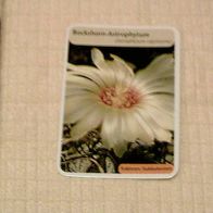 Bockshorn-Astrophytum (Pfl-K) - Infokarte über...