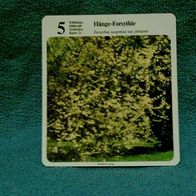 Hänge-Forsythie (Pfl-K) - Infokarte über...