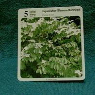 Japanischer Blumen-Hartriegel (Pfl-K) - Infokarte über...