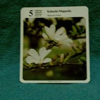 Kobushi-Magnolie (Pfl-K) - Infokarte über...