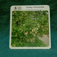 Niedriger Erbsenstrauch (Pfl-K) - Infokarte über...