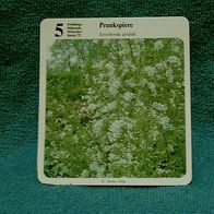 Prunkspiere (Pfl-K) - Infokarte über...