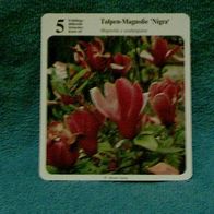 Tulpen-Magnolie "Nigra" (Pfl-K) - Infokarte über...