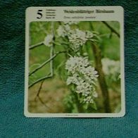 Weidenblättriger Birnbaum (Pfl-K) - Infokarte über...