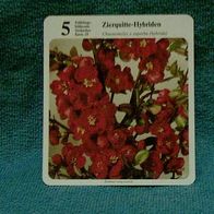 Zierquitte-Hybriden (Pfl-K) - Infokarte über...