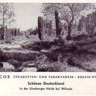 Paicos In der Lüneburger Heide bei Wilsede Bild Nr 17