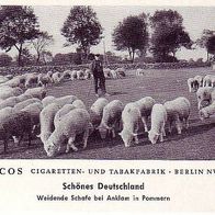 Paicos Weidende Schafe bei Anklam in Pommern Bild Nr 22