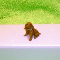 Süßer Mini-Hund F.7 aus Kunststein handbemalt