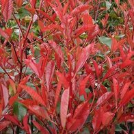 1 x Photinia fraseri Little Red Robin' (Rote Zwerg-Glanzmispel) 10/20 FR  HECKE kaufen bei Hood.de