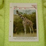 Giraffe - Informationskarte über