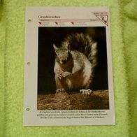 Grauhörnchen - Informationskarte über