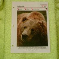 Grizzlybär - Informationskarte über