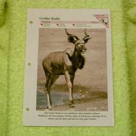 Großer Kudu - Informationskarte über