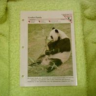 Großer Panda - Informationskarte über