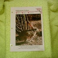 Kalifornischer Eselhase - Informationskarte über
