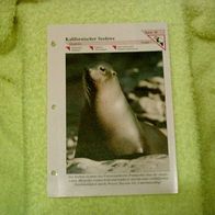 Kalifornischer Seelöwe - Informationskarte über