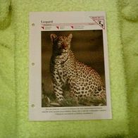 Leopard - Informationskarte über