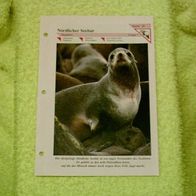 Nördlicher Seebär - Informationskarte über