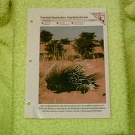 Nordafrikanisches Stachelschwein - Informationskarte über