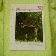Okapi - Informationskarte über