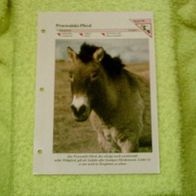 Przewalski-Pferd - Informationskarte über