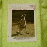 Rotes Riesenkänguruh - Informationskarte über