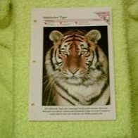 Sibirischer Tiger - Informationskarte über