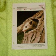 Virginiaopossum - Informationskarte über