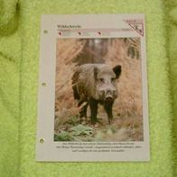 Wildschwein - Informationskarte über