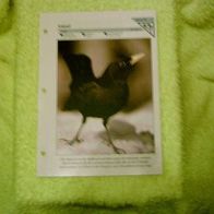 Amsel - Informationskarte über