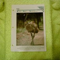 Emu - Informationskarte über