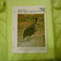 Geierperlhuhn - Informationskarte über