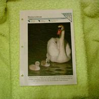 Höckerschwan - Informationskarte über