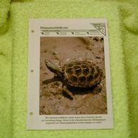 Diamantschildkröte - Informationskarte über