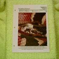 Korallenschlangen - Informationskarte über