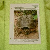 Schnappschildkröte - Informationskarte über